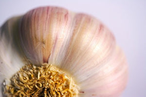 Maximize The Power of Garlic and Its Health Benefits