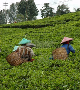 Go Green with Green Tea