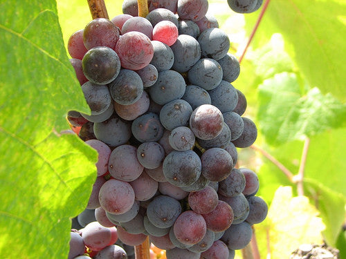 12 Foods That Need To Be Organic