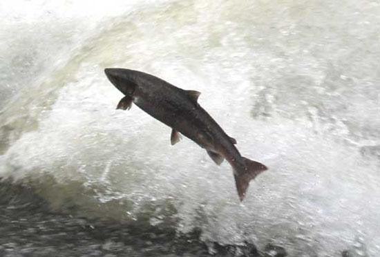 Toying With Mother Nature